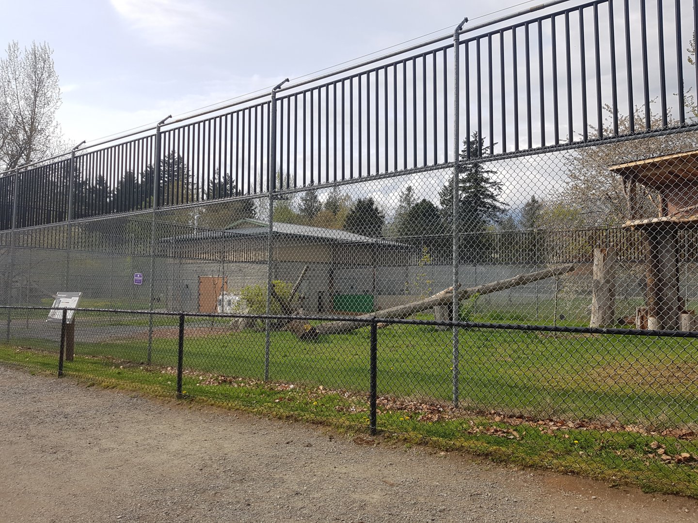 Snow Leopard Exhibit