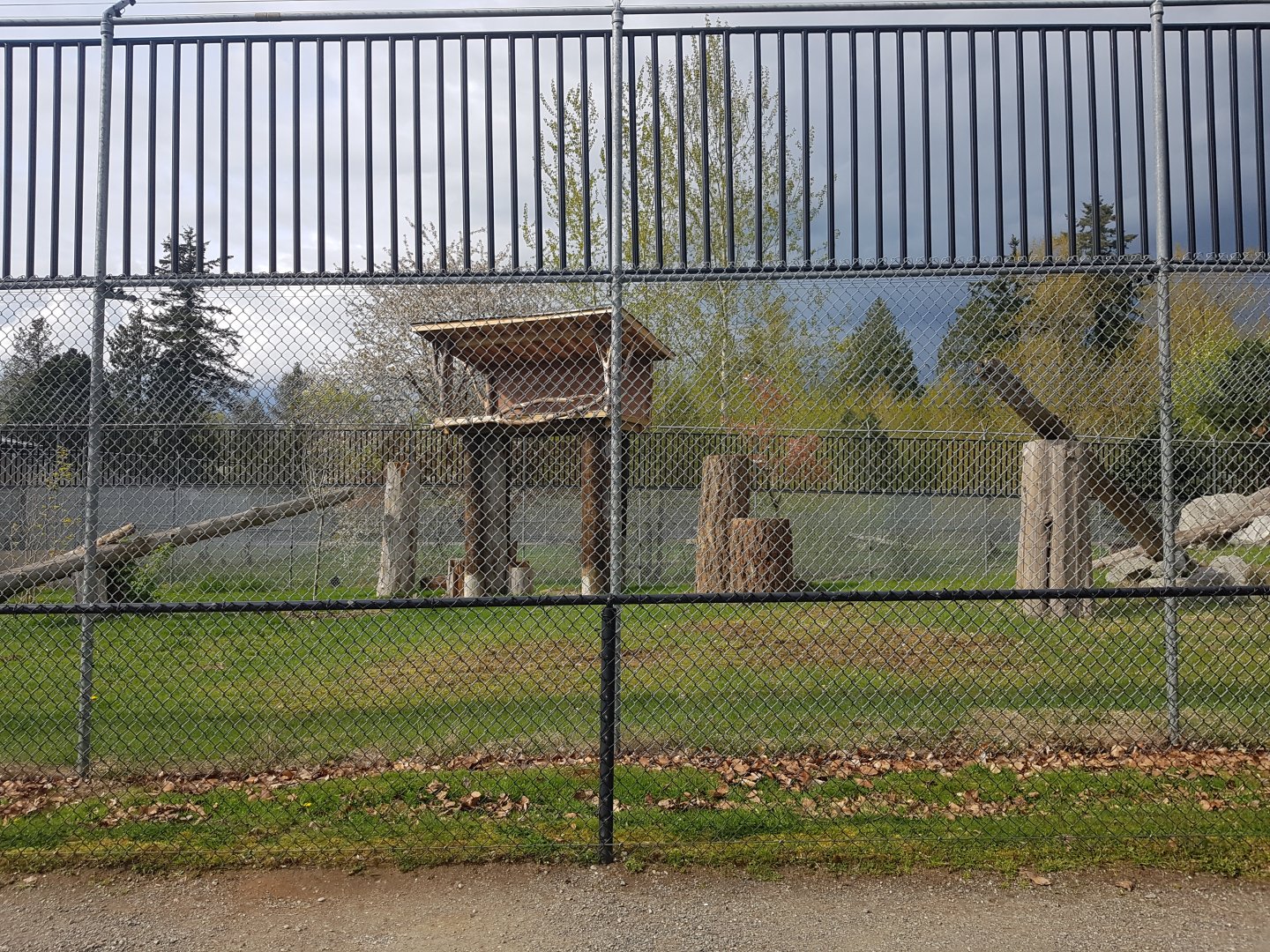 Snow Leopard Exhibit