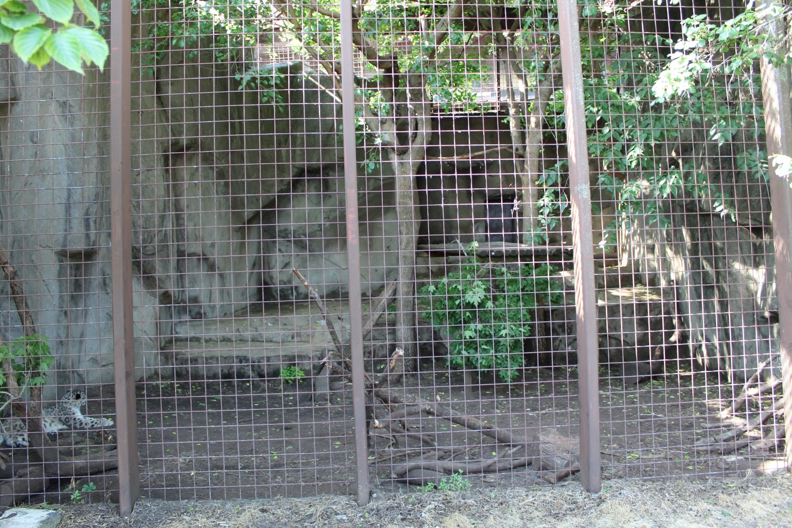 Snow Leopard Exhibit