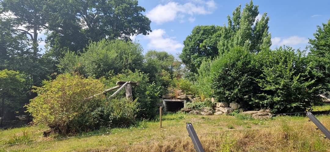 Snow Leopard exhibit