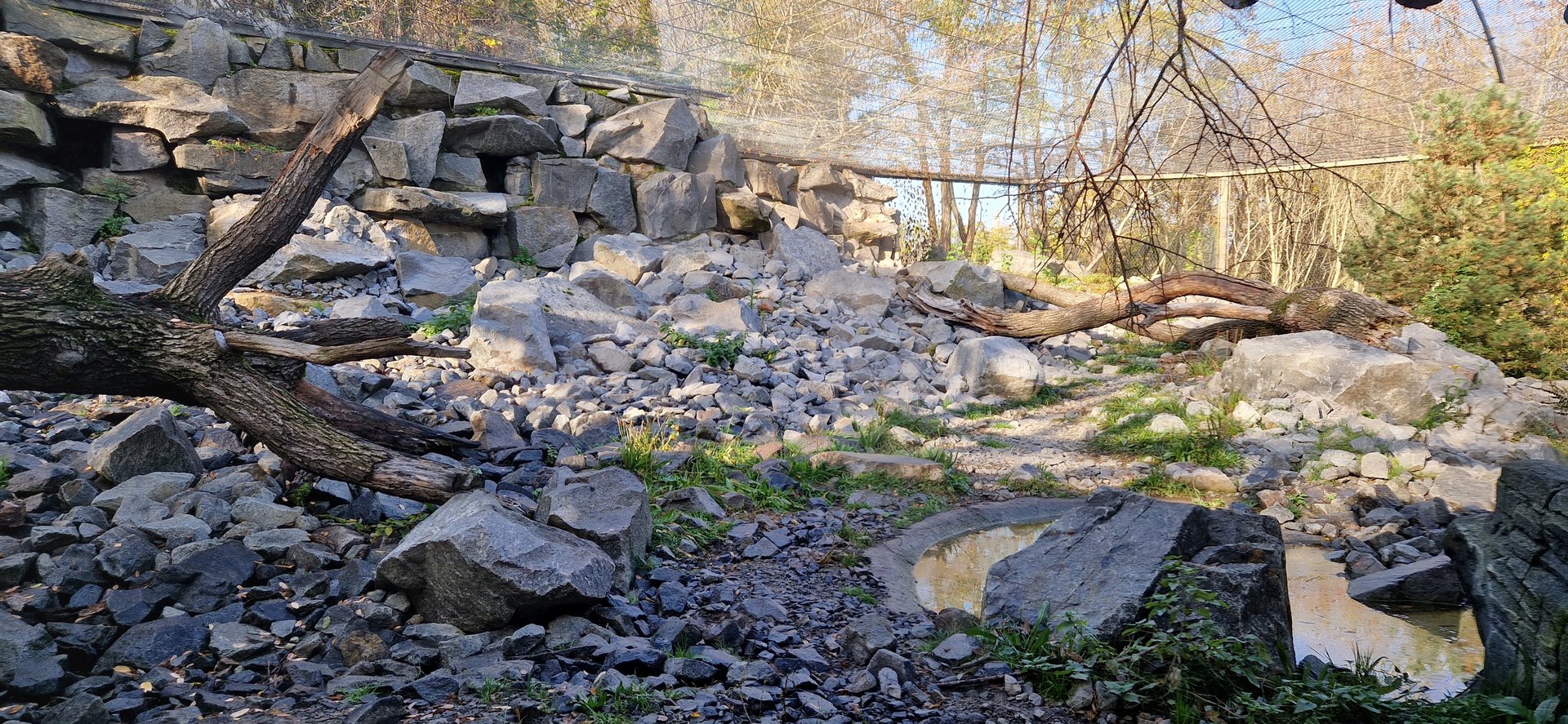 Snow Leopard exhibit