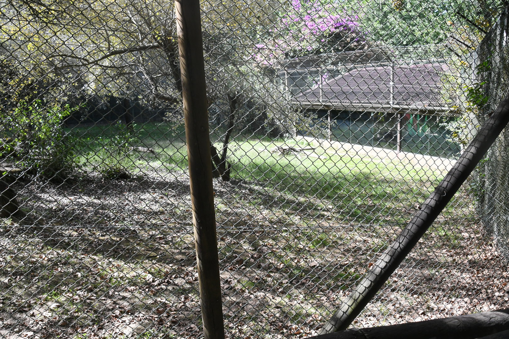Snow Leopard exhibit