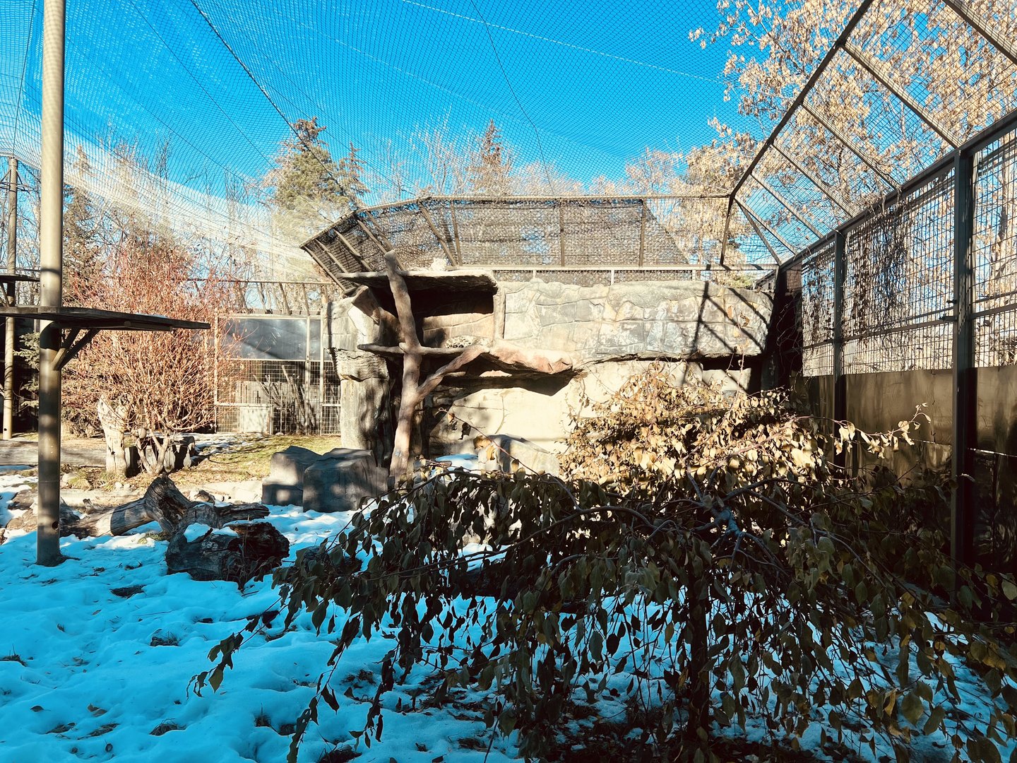 Snow Leopard Exhibit
