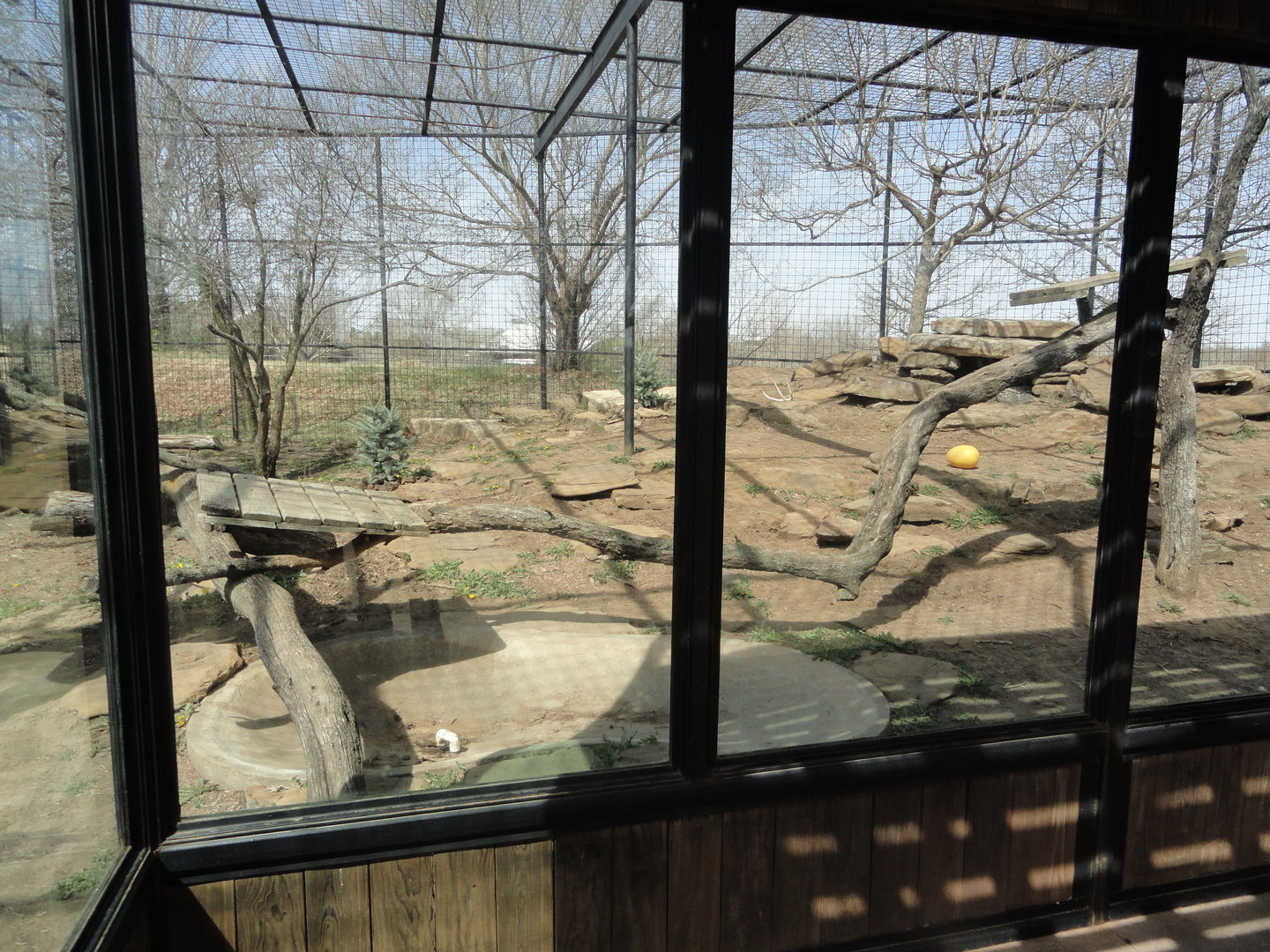 Snow Leopard Exhibit