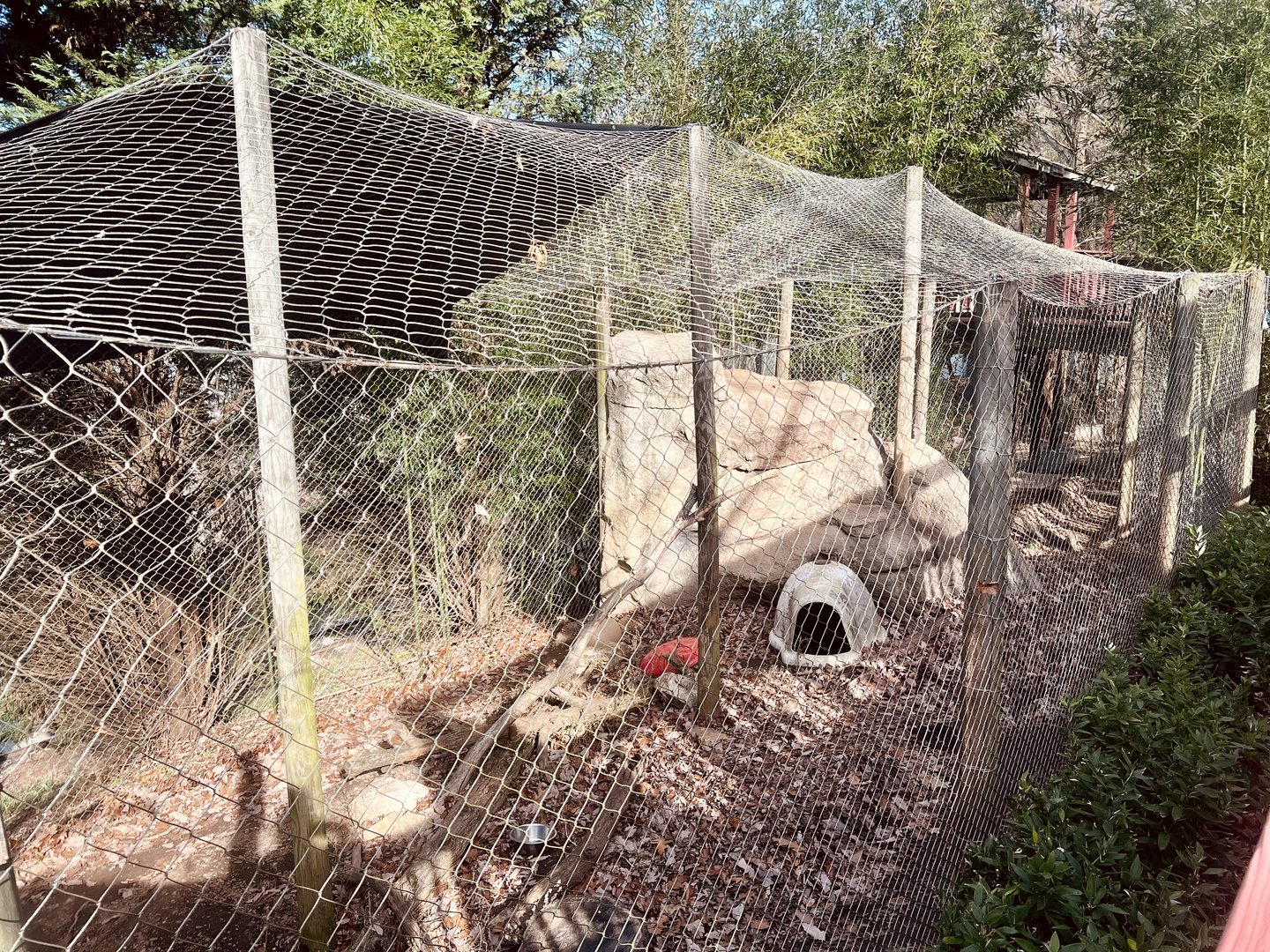 Snow Leopard Exhibit