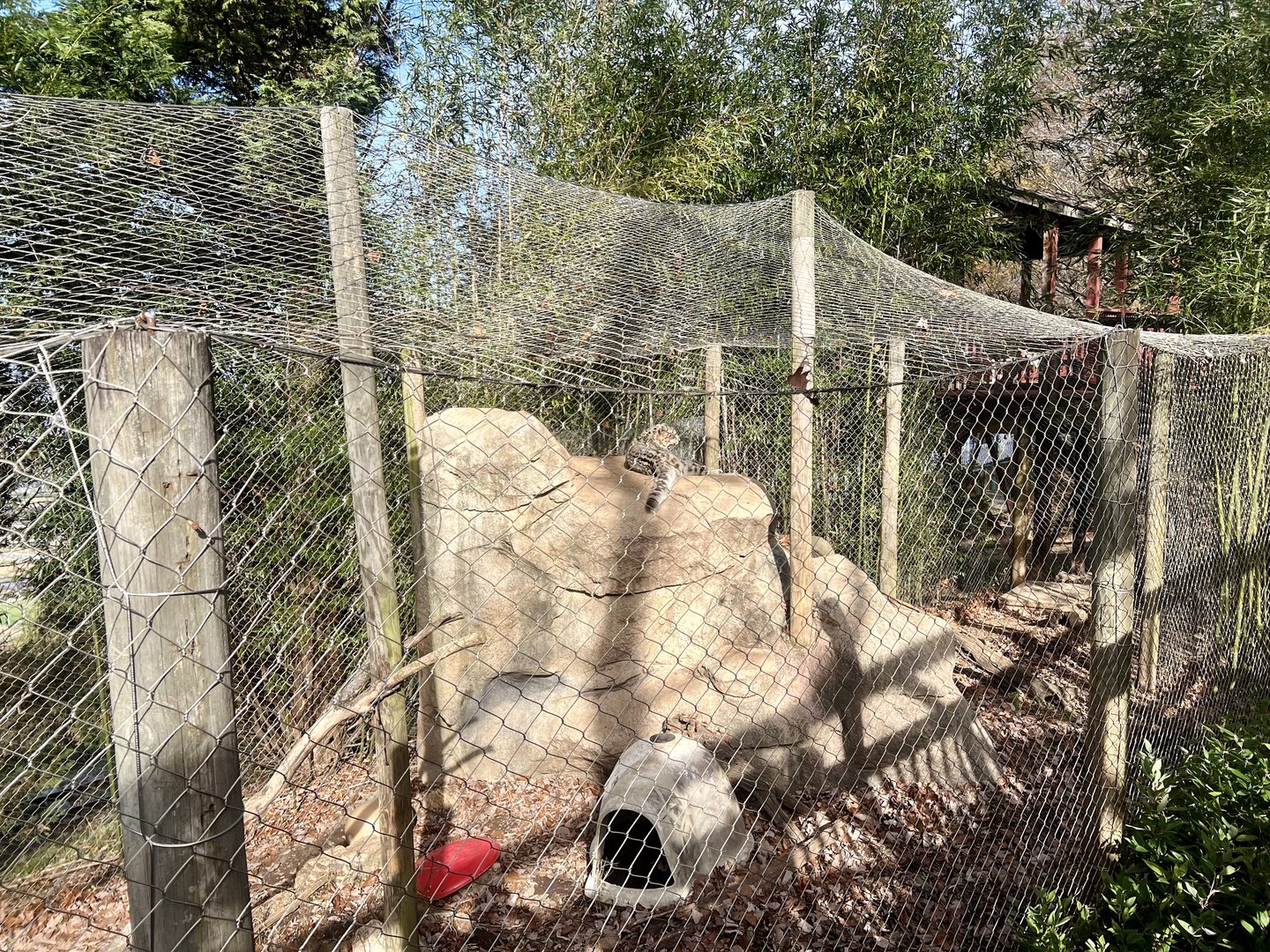 Snow Leopard Exhibit