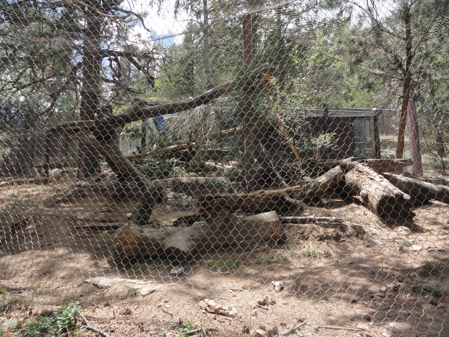Snow Leopard Exhibit