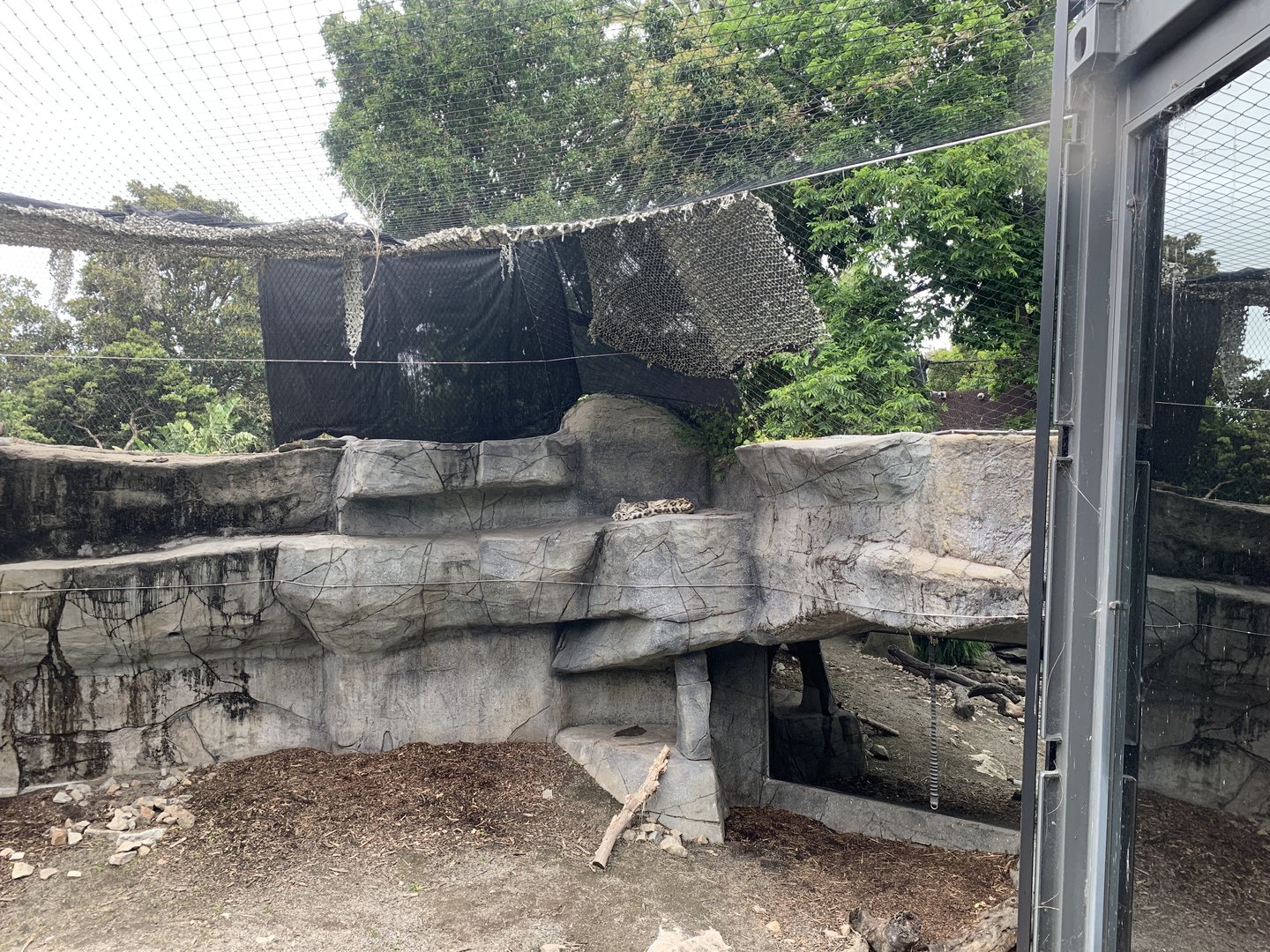 Snow Leopard Exhibit
