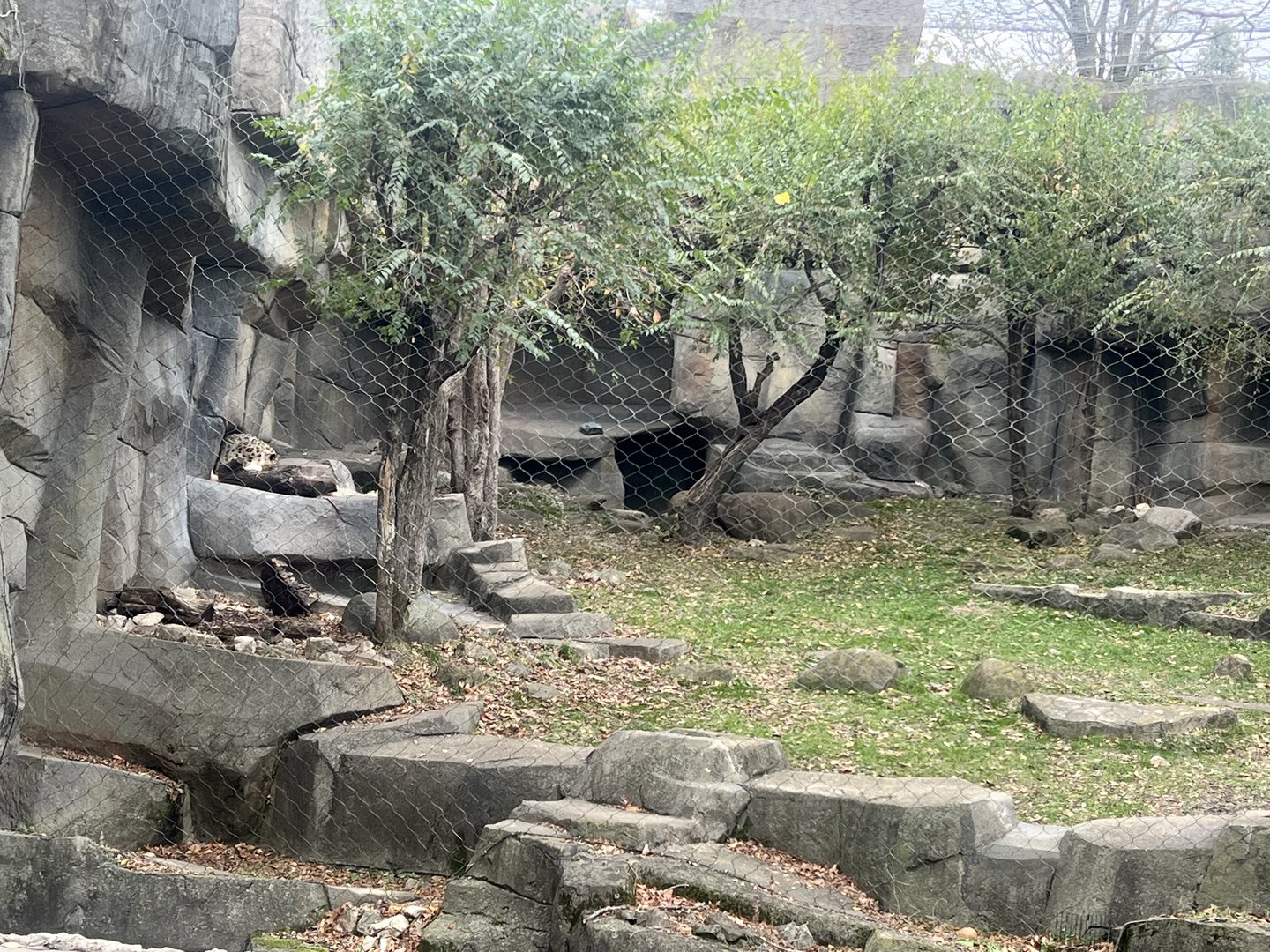 Snow Leopard Exhibit