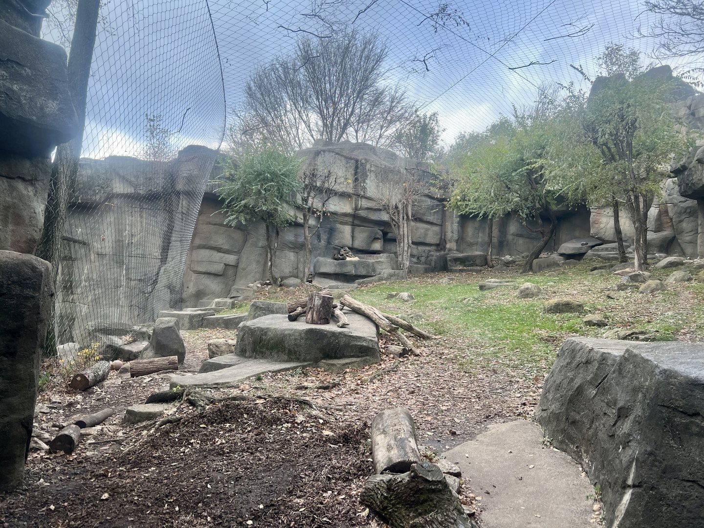 Snow Leopard Exhibit