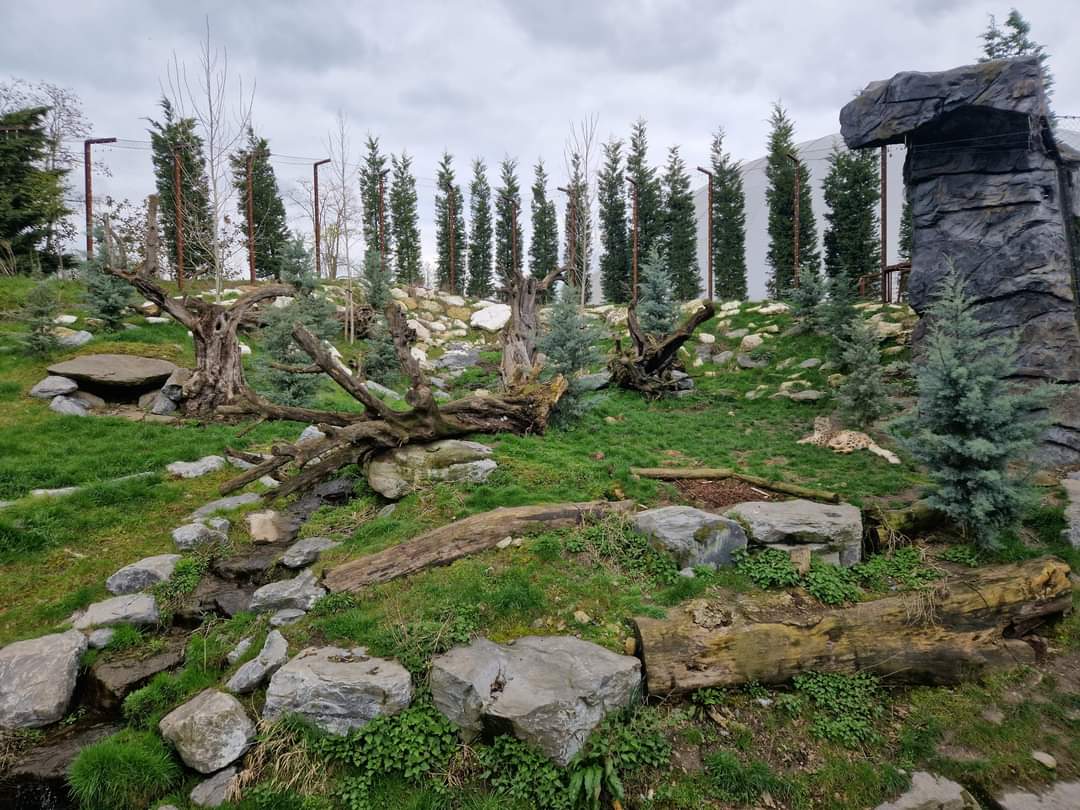 Snow Leopard exhibit