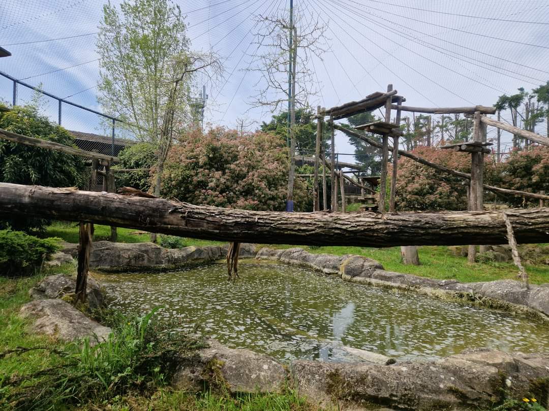 Snow Leopard exhibit