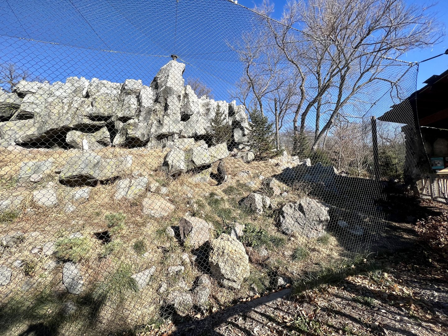 Snow Leopard Exhibit