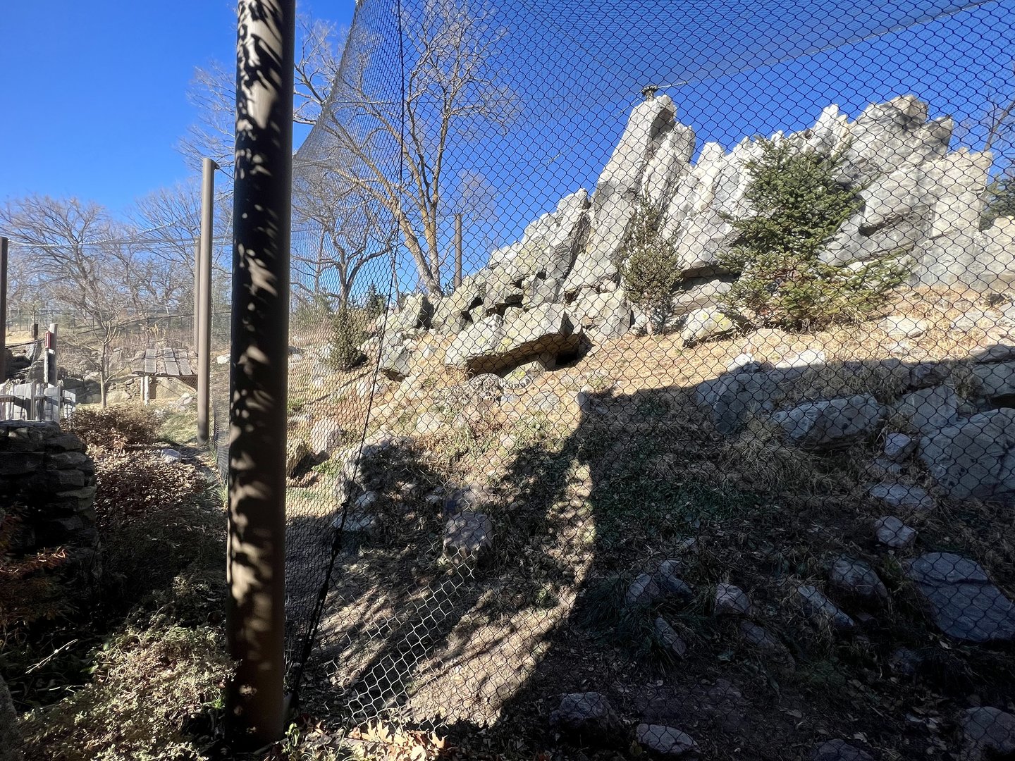 Snow Leopard Exhibit