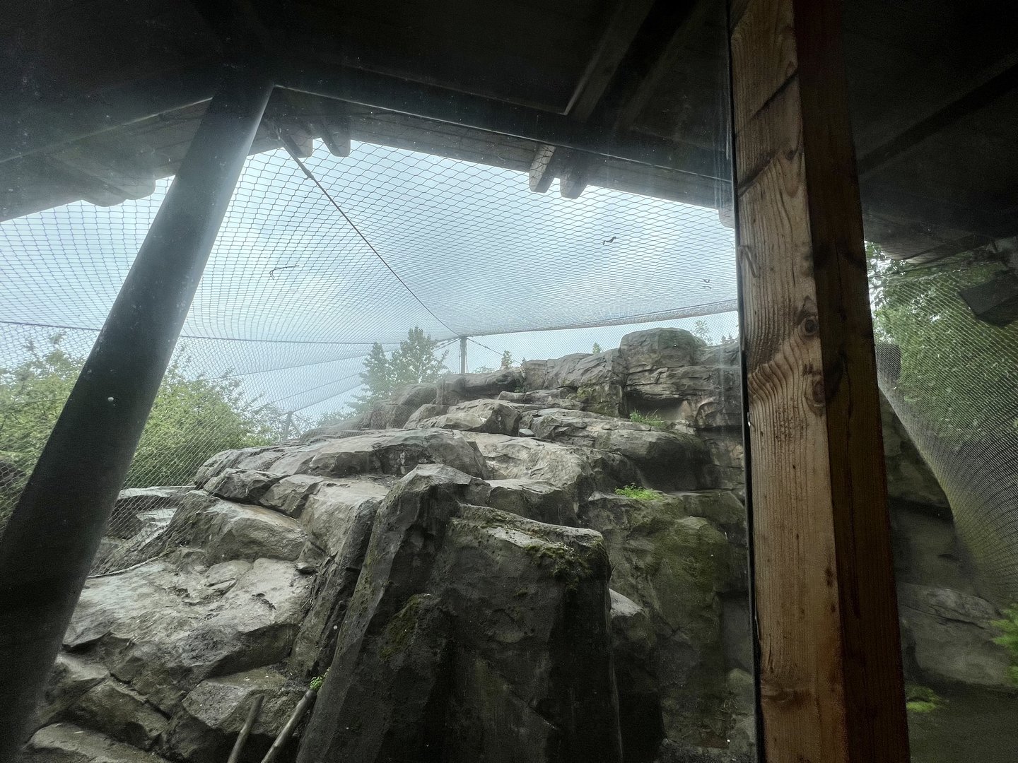Snow Leopard Exhibit