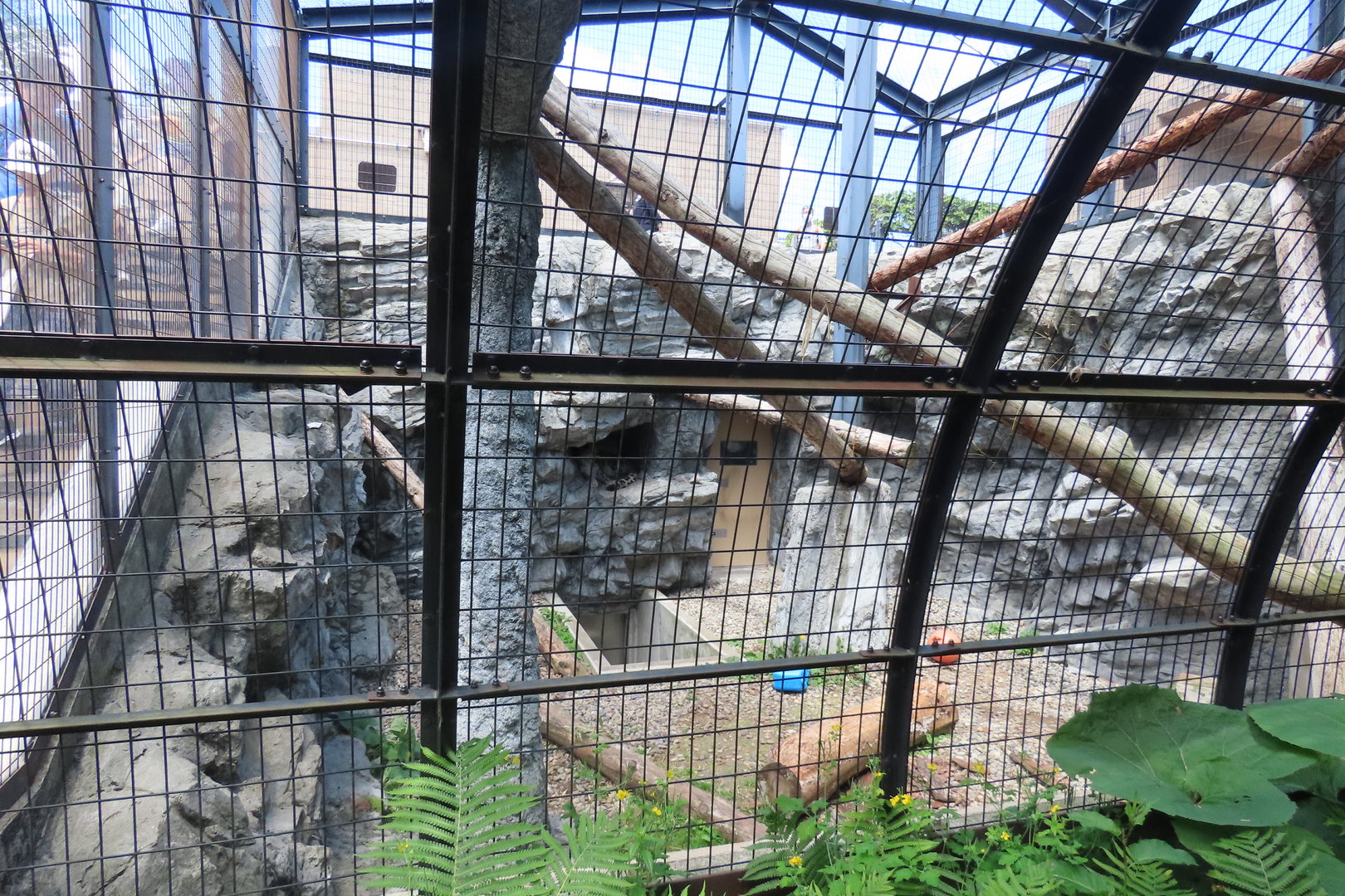 Snow leopard exhibit