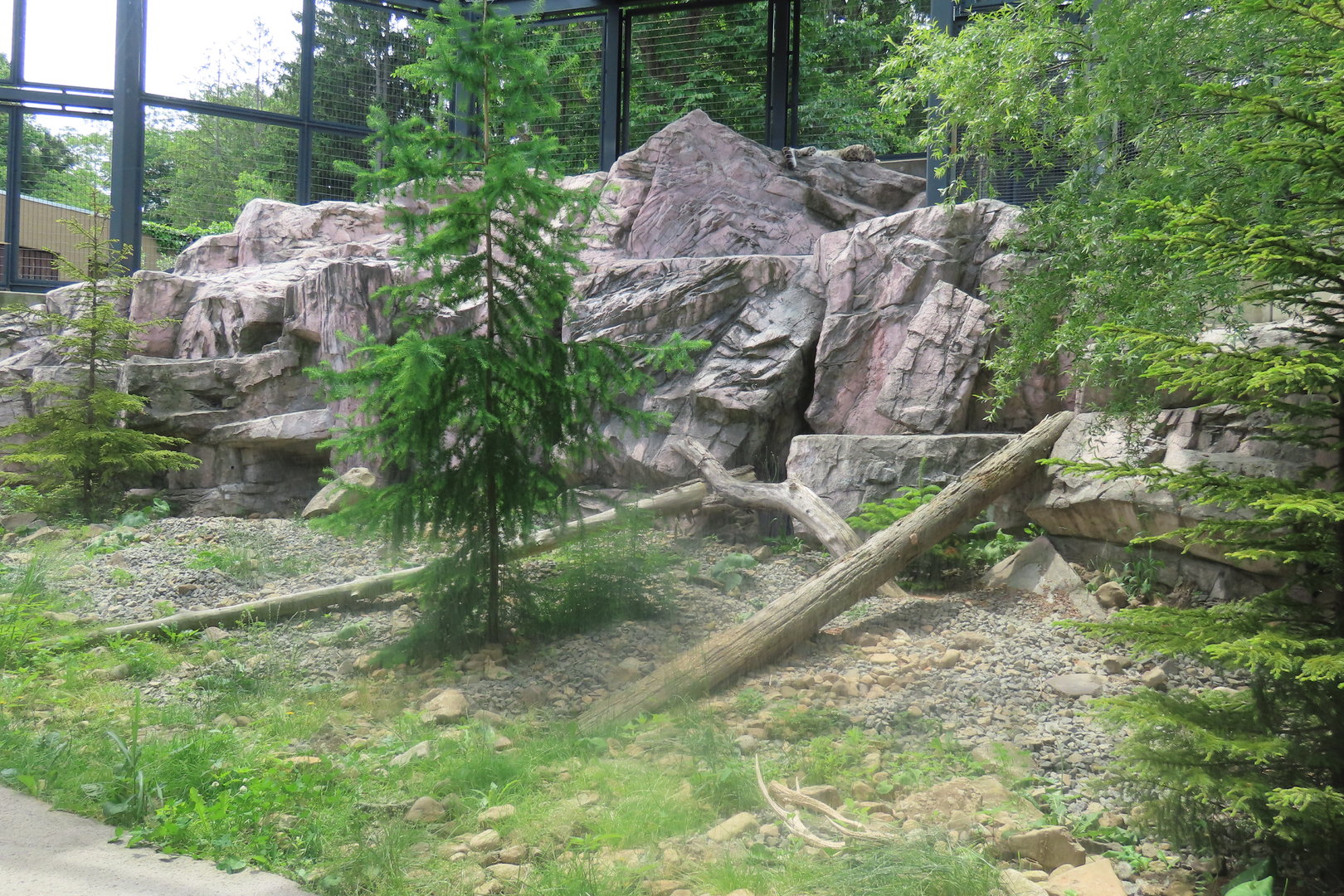 Snow leopard exhibit