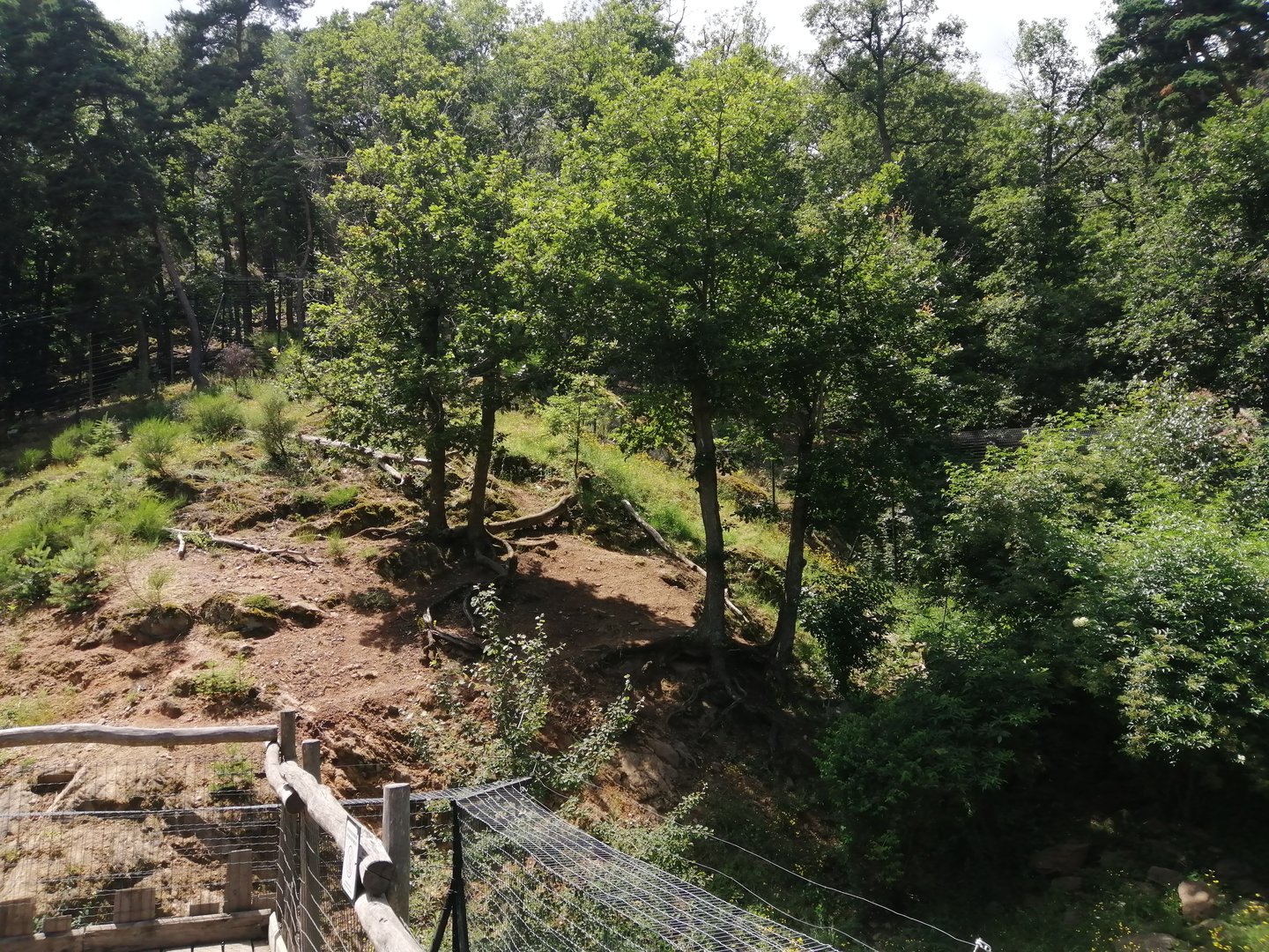 Snow leopard exhibit