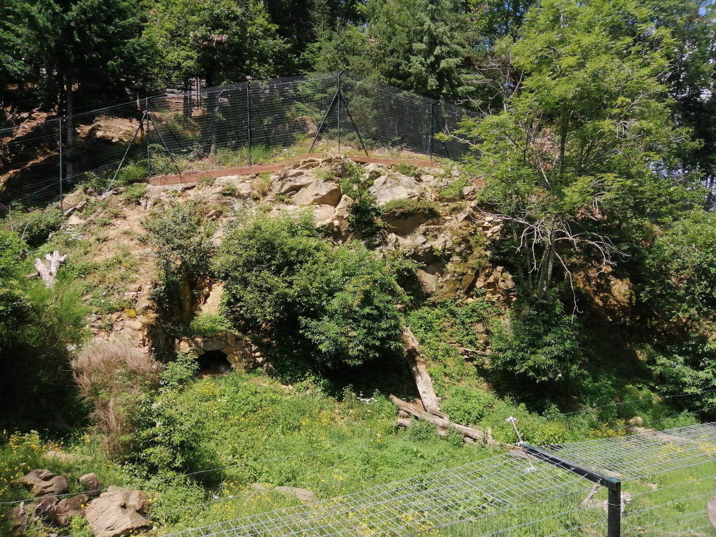 Snow leopard exhibit