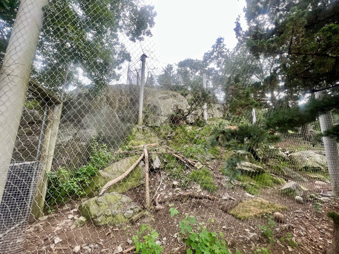 Snow Leopard Exhibit