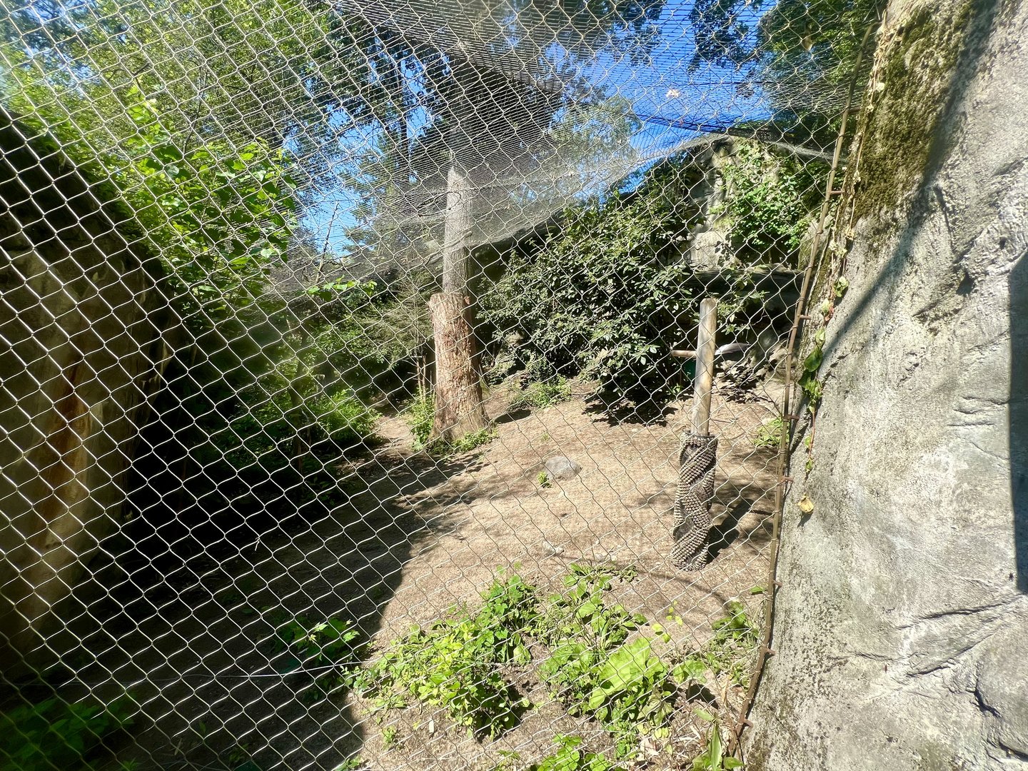 Snow Leopard Exhibit
