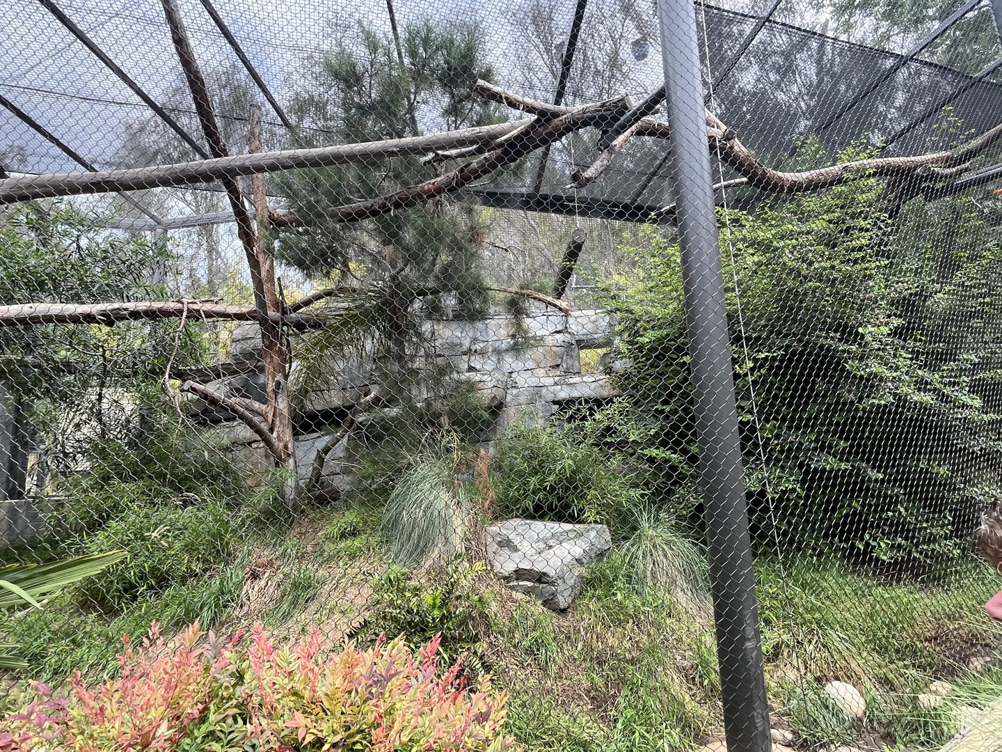 Snow Leopard Exhibit