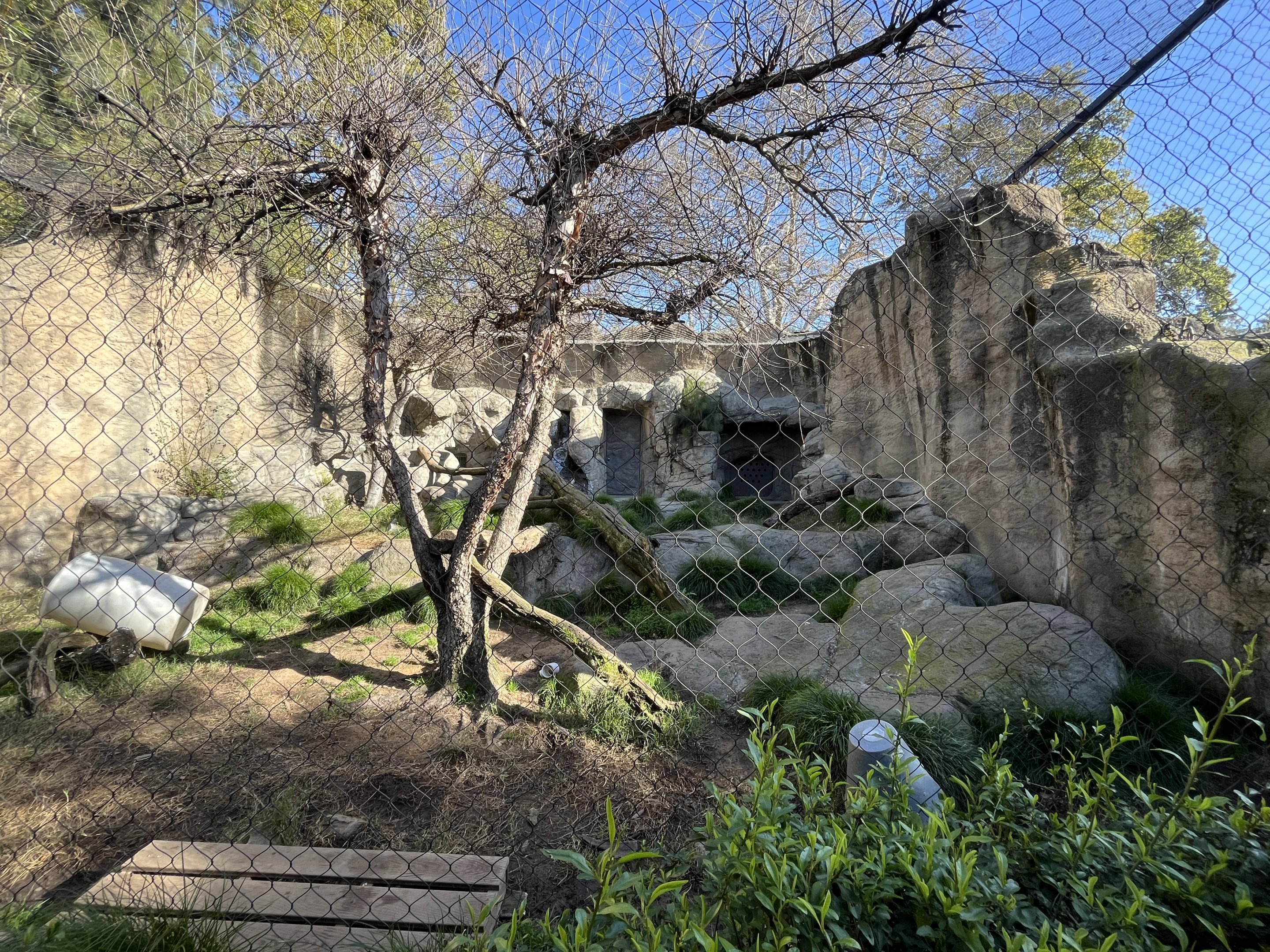 Snow Leopard Exhibit