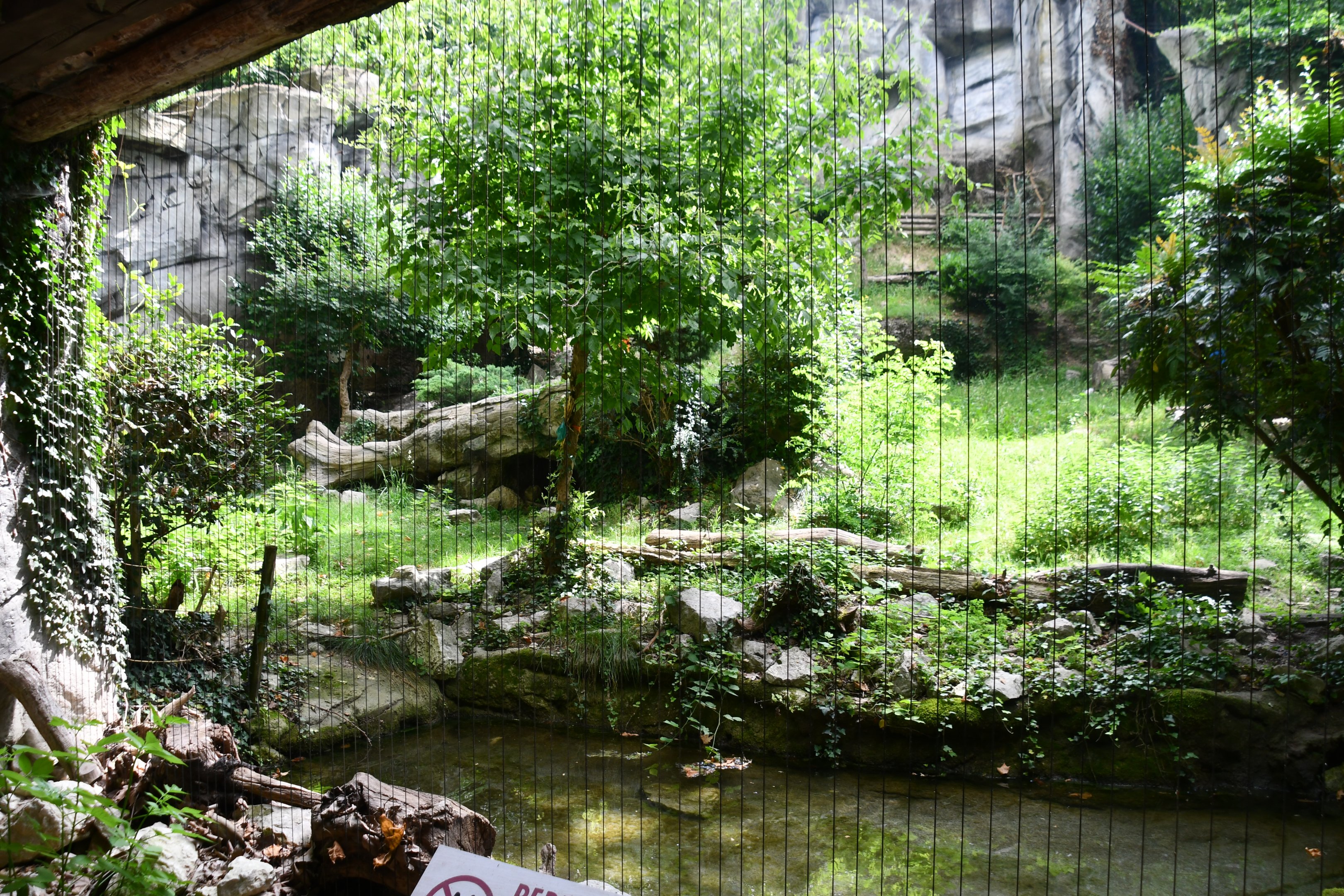 Snow Leopard exhibit