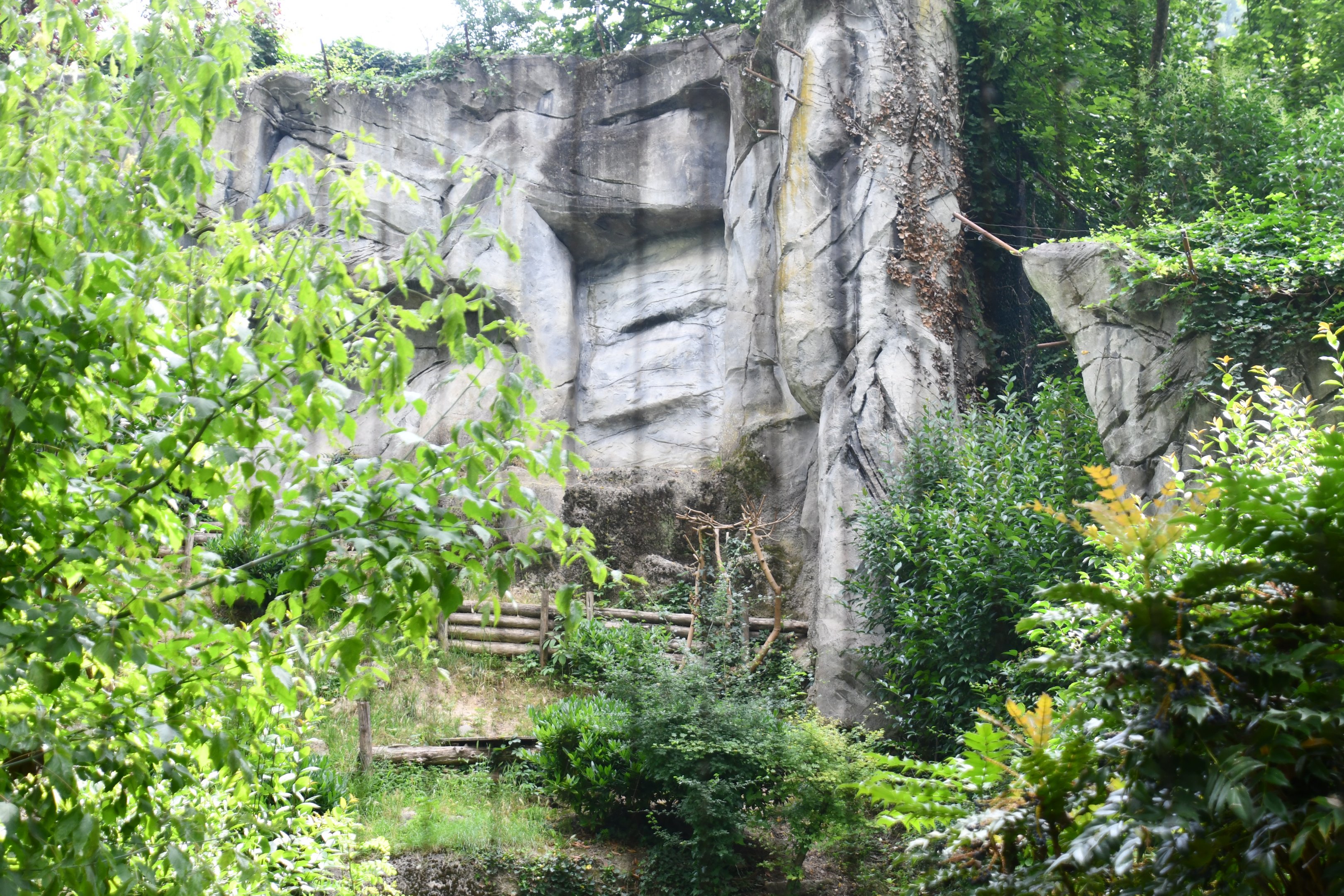 Snow Leopard exhibit