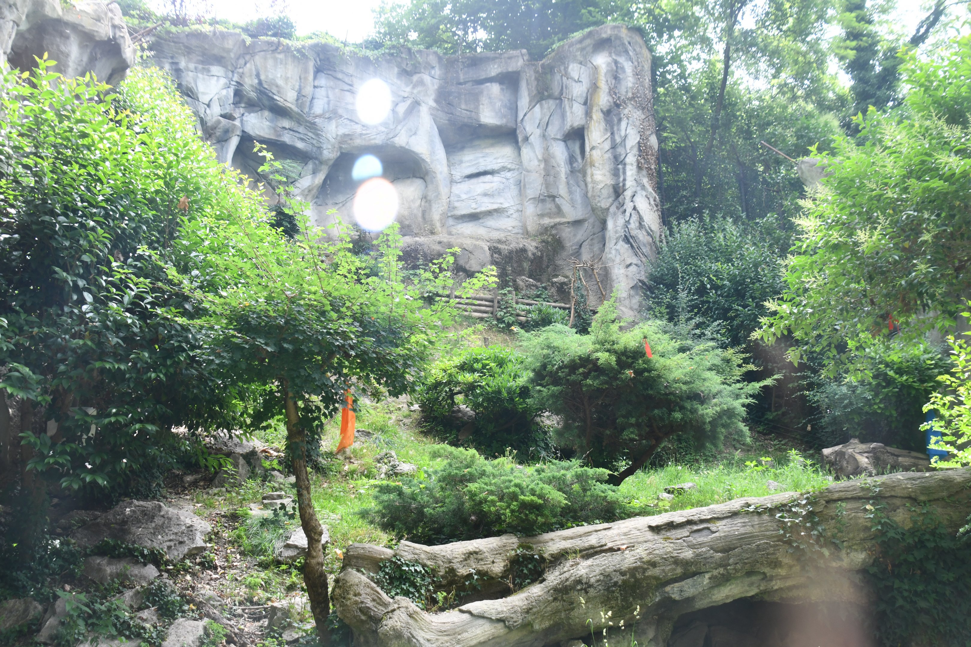 Snow Leopard exhibit