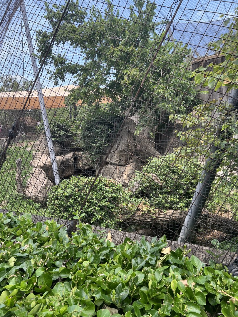Snow Leopard Exhibit