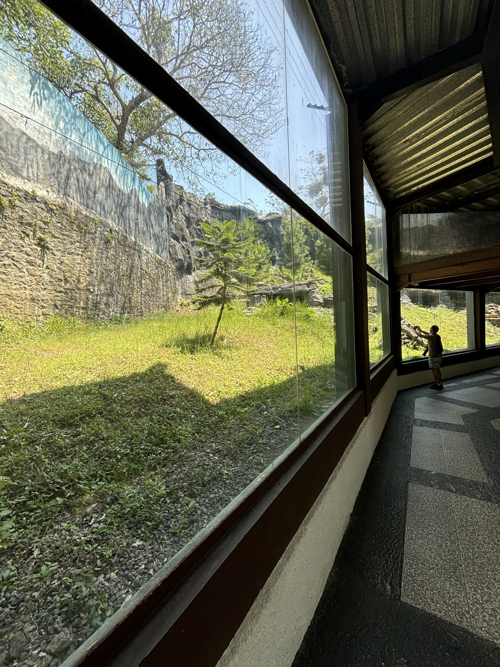 Snow Leopard Exhibit