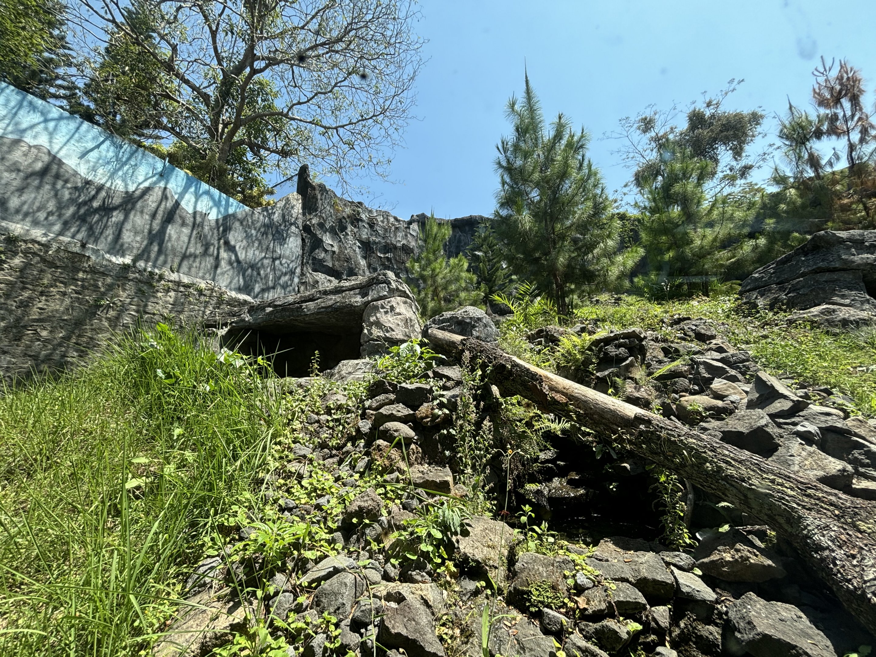 Snow Leopard Exhibit