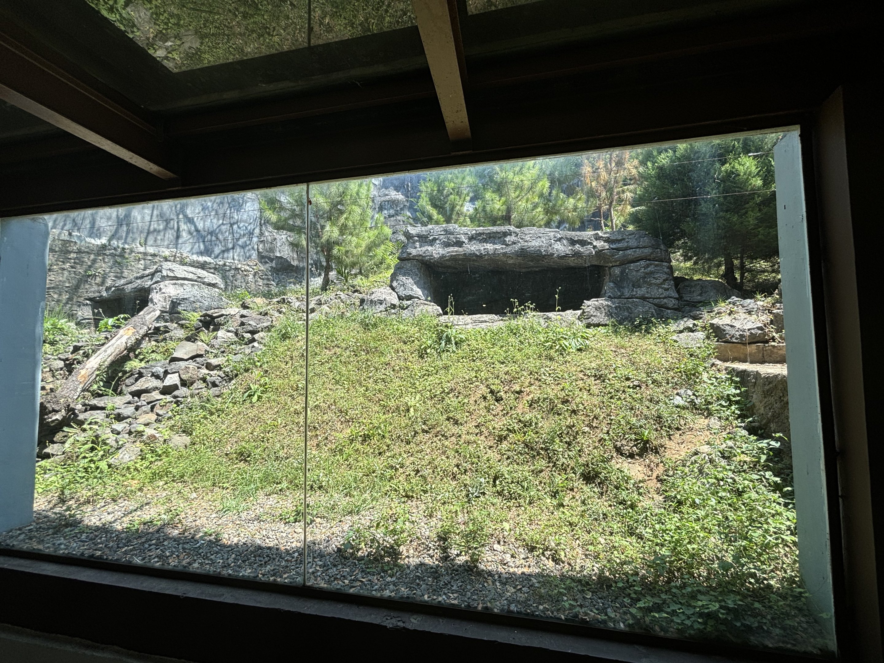 Snow Leopard Exhibit