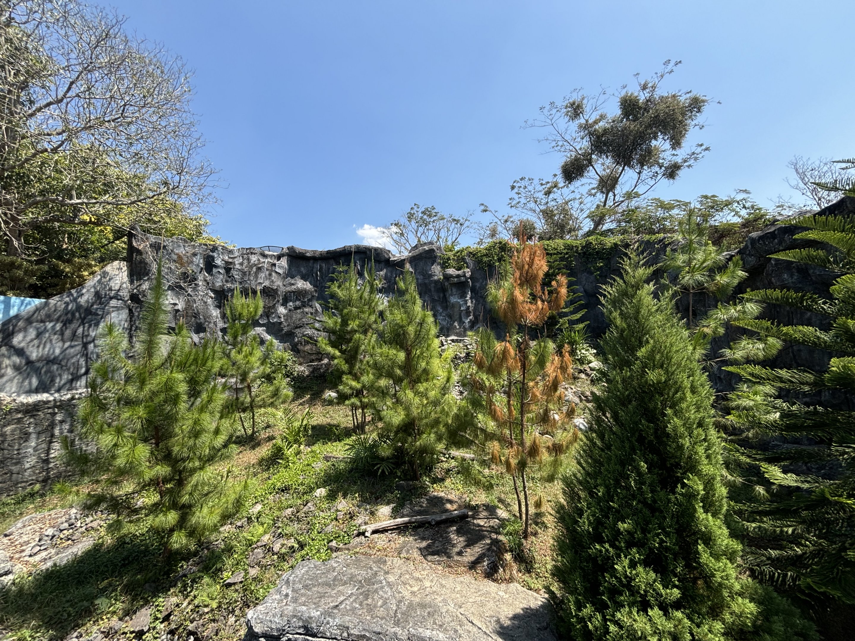 Snow Leopard Exhibit