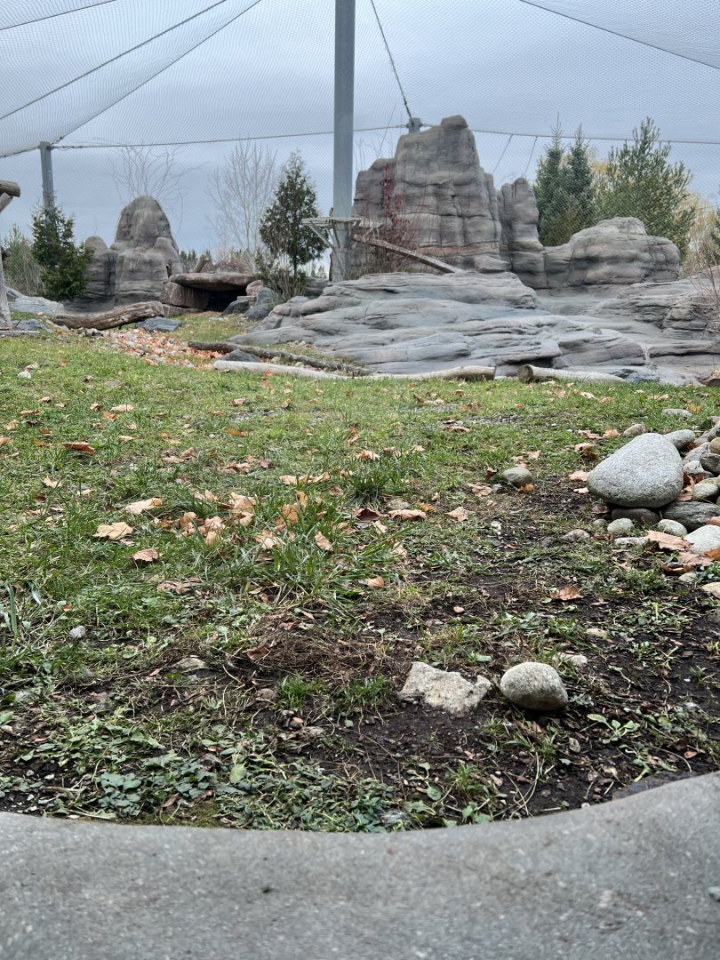 Snow Leopard Exhibit