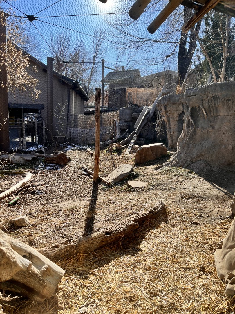Snow leopard exhibit