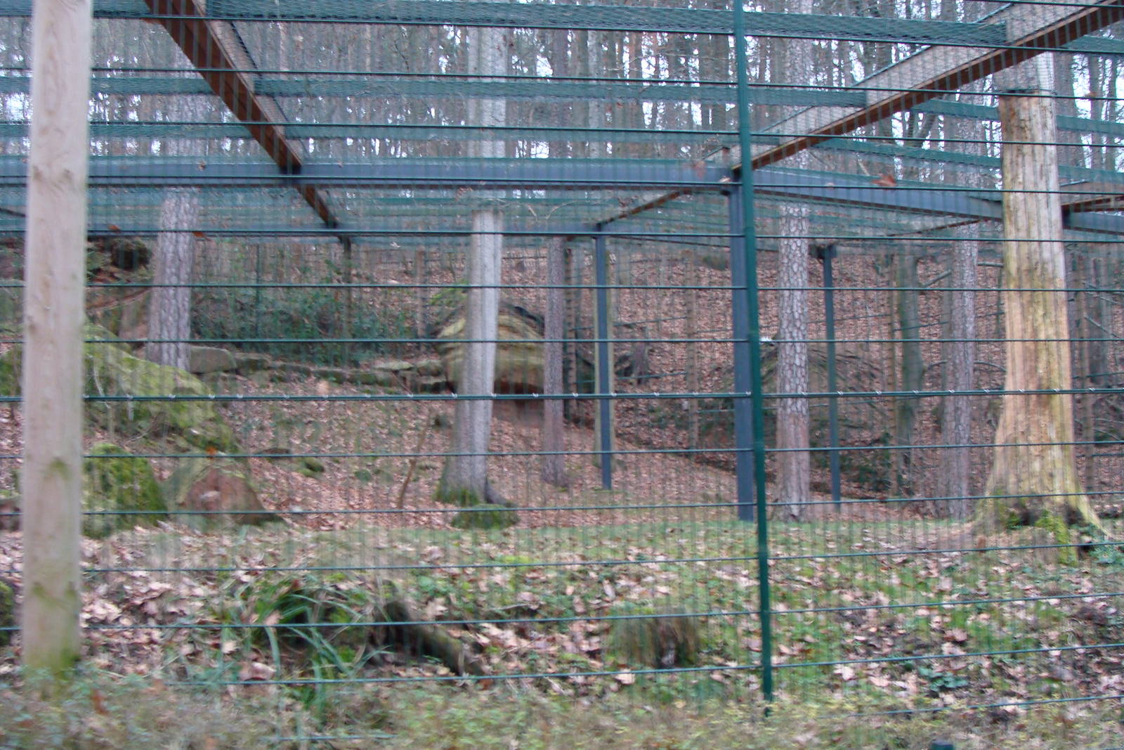 snow leopard exhibit
