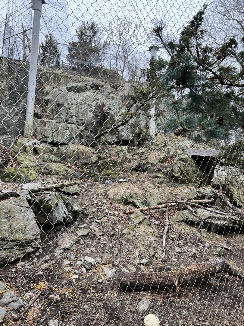Snow Leopard Exhibit