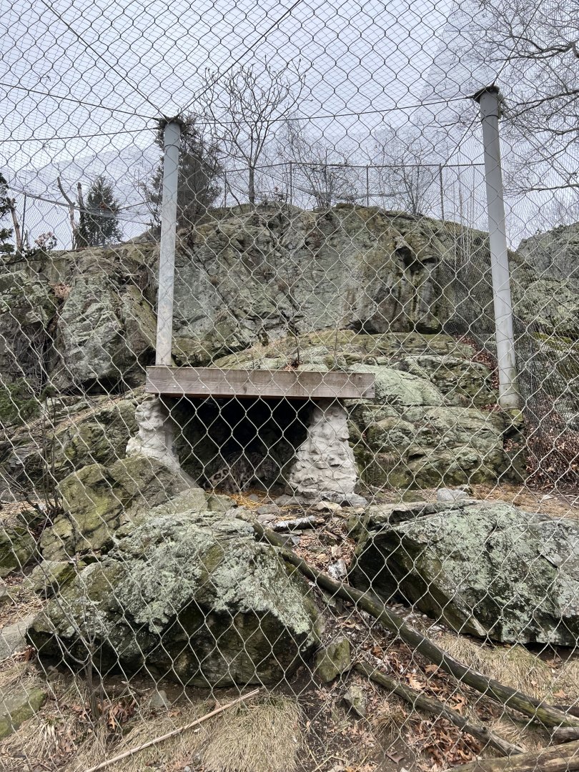 Snow Leopard Exhibit