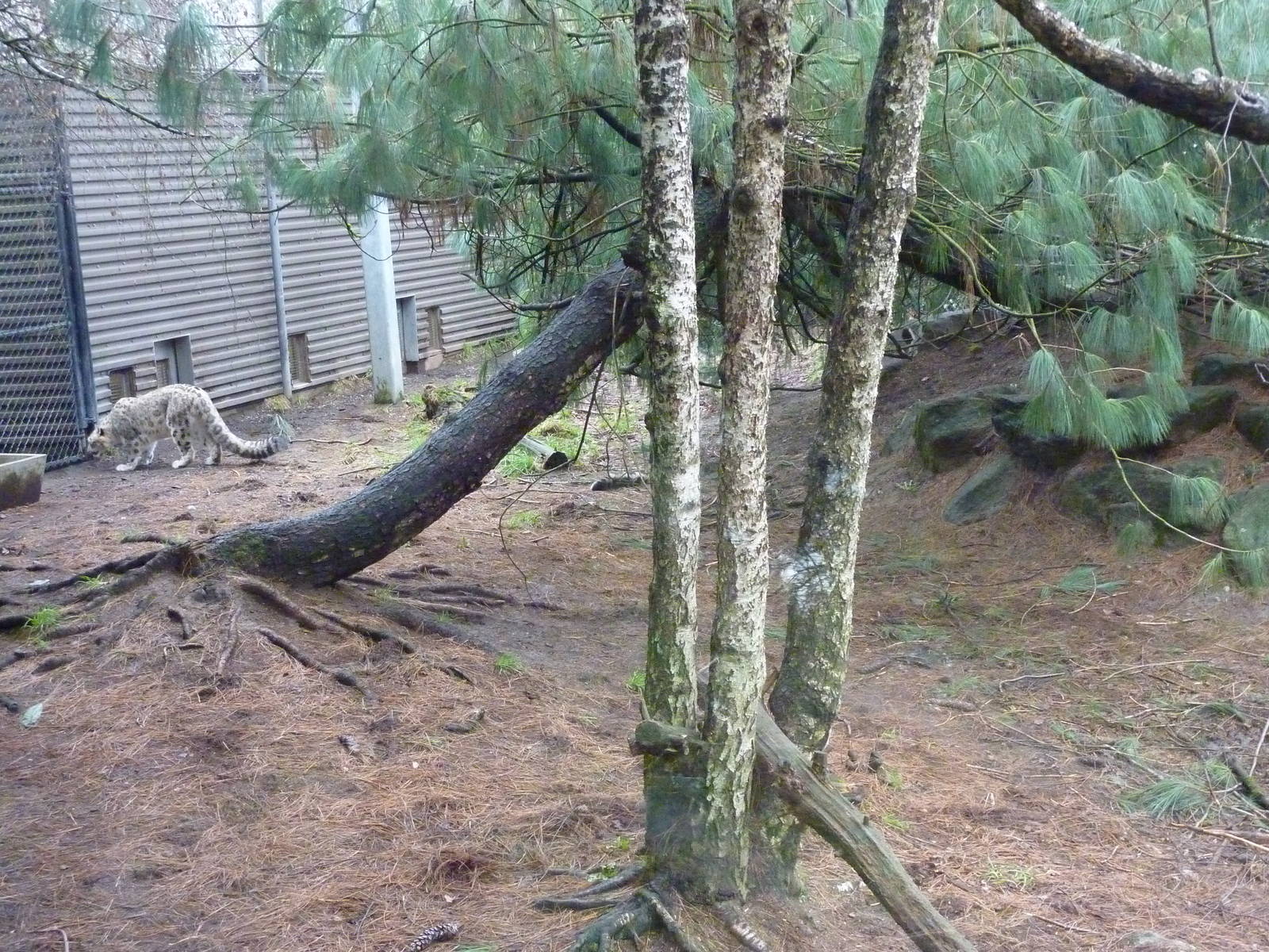 Snow Leopard Exhibit