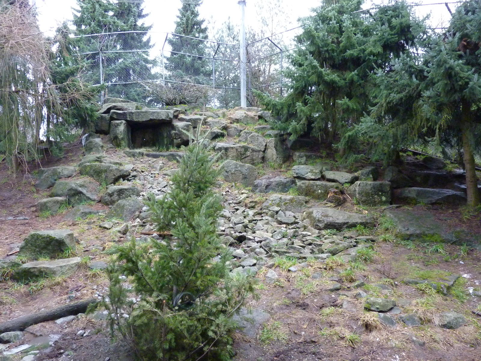 Snow Leopard Exhibit