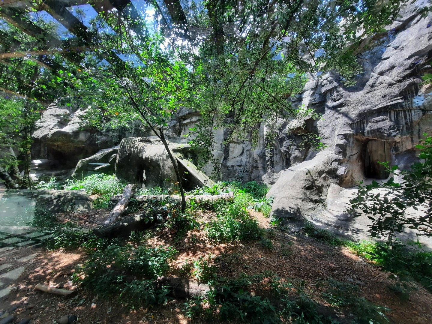 Snow Leopard Exhibit