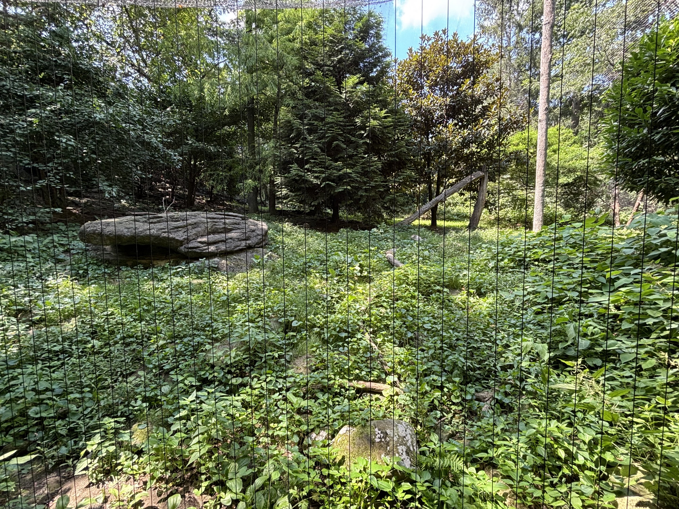 Snow Leopard Exhibit