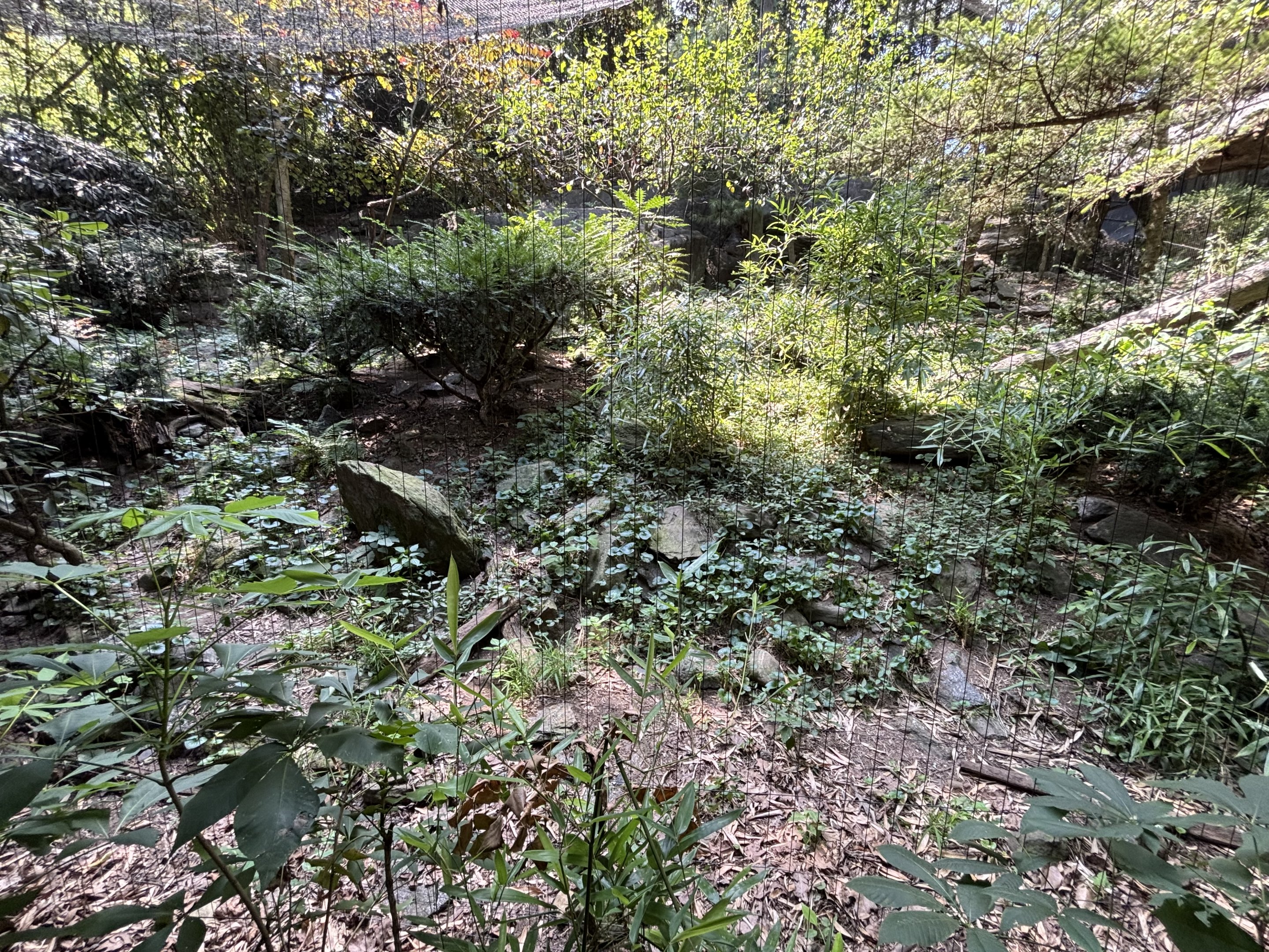 Snow Leopard Exhibit