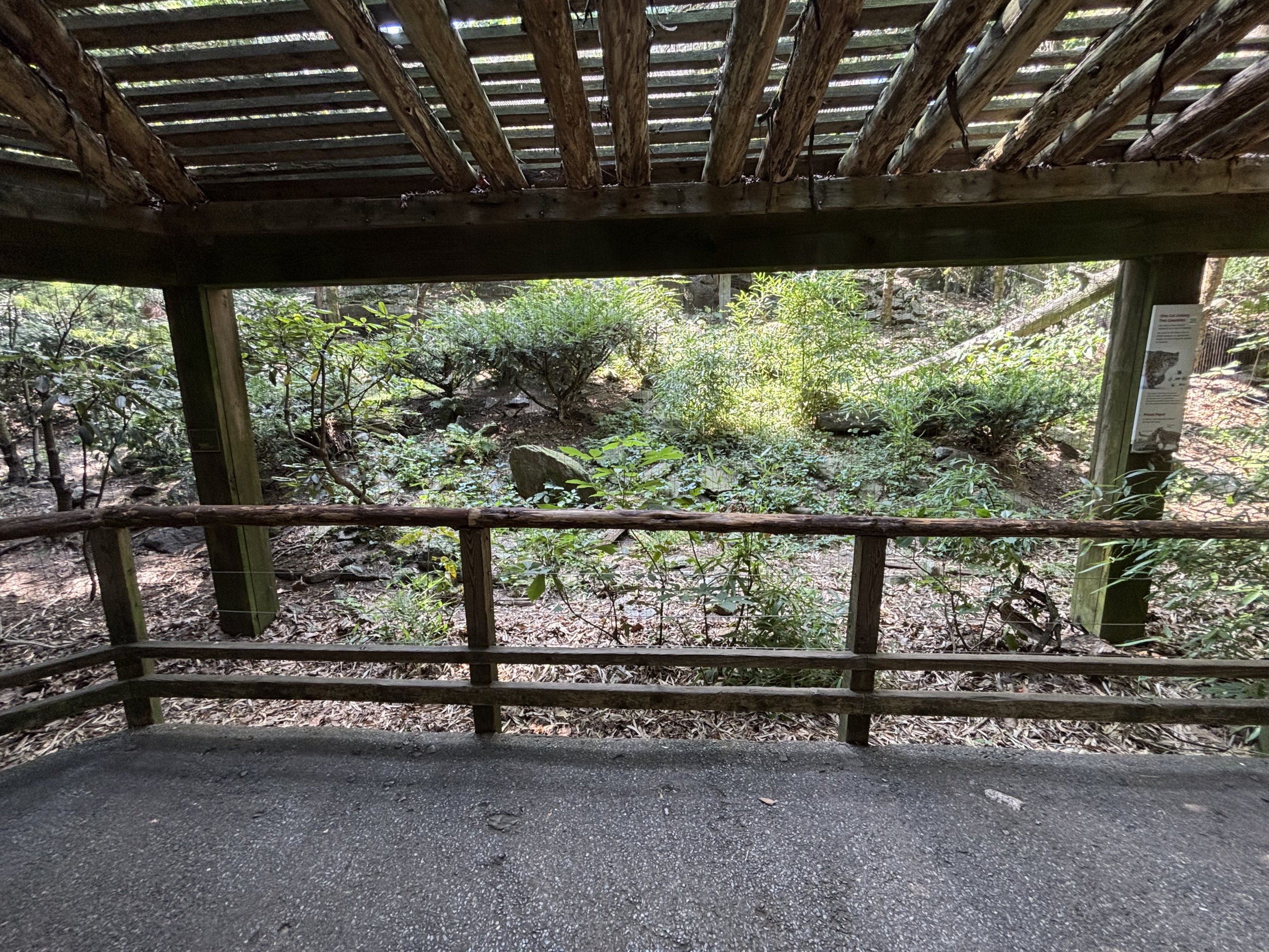 Snow Leopard Exhibit