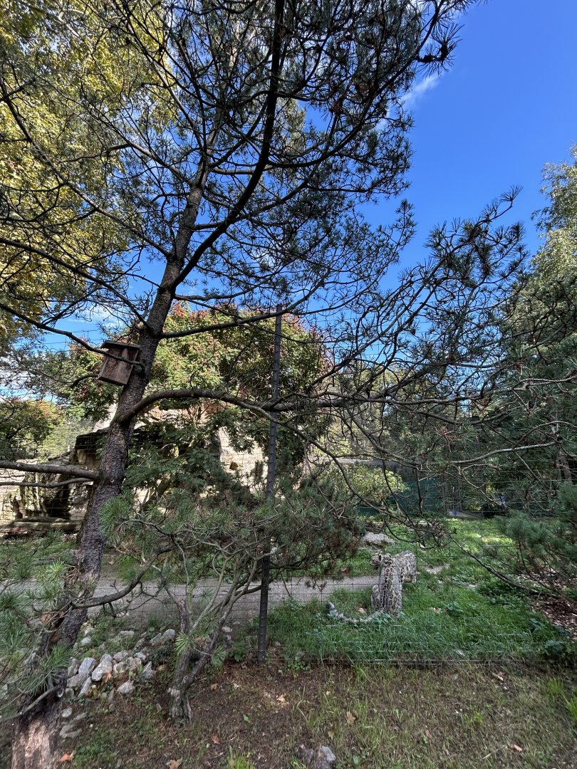 Snow leopard exhibit