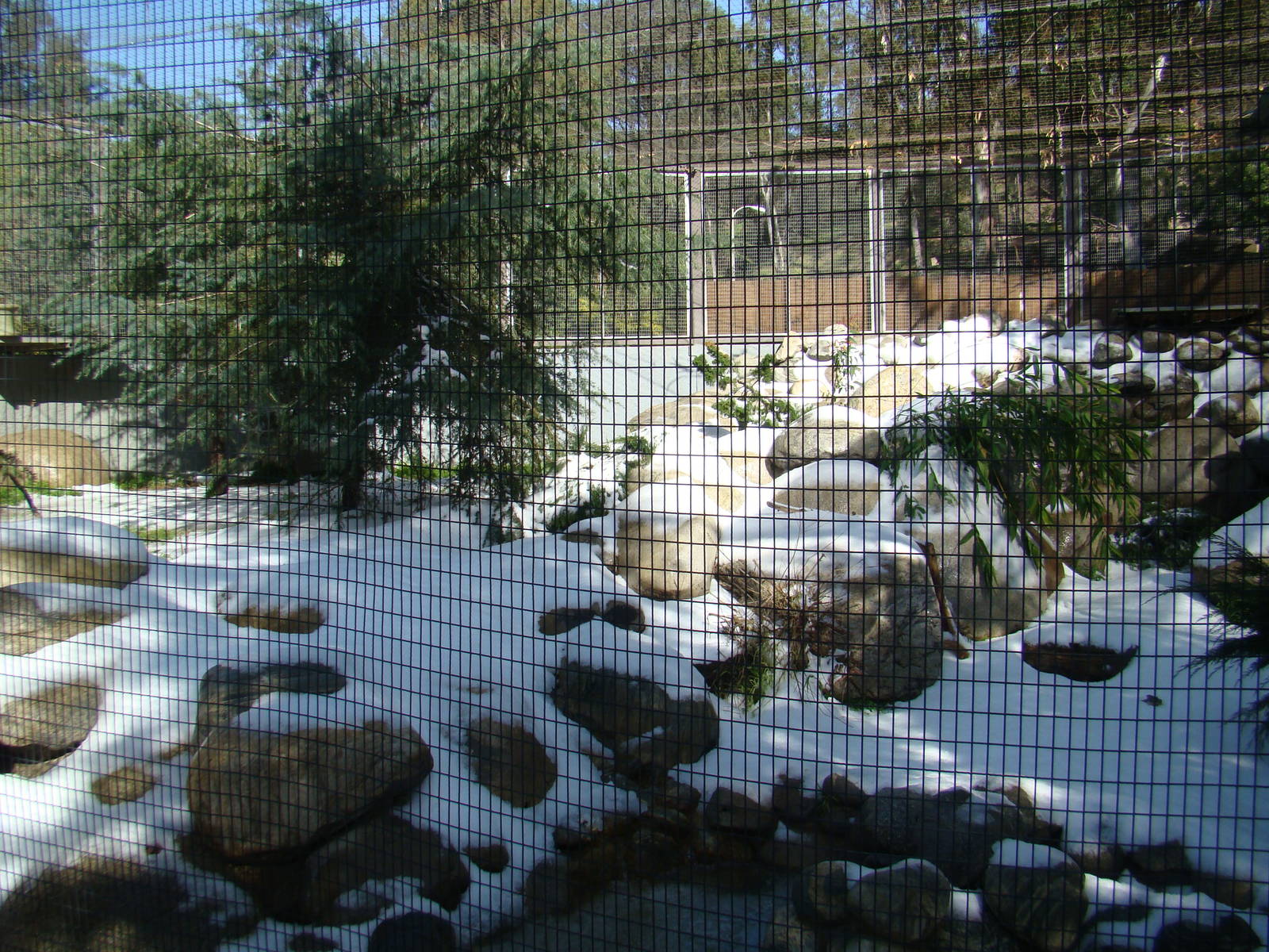 Snow Leopard exhibit