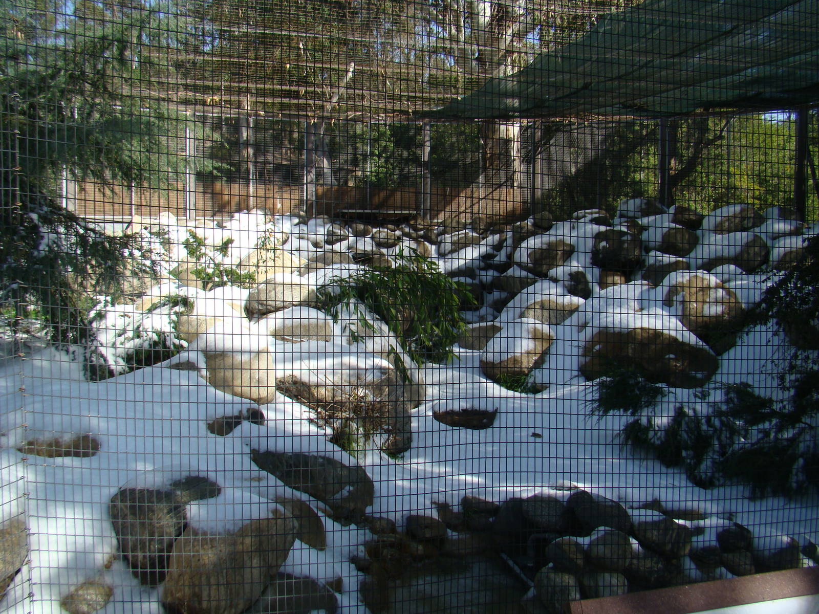 Snow Leopard exhibit