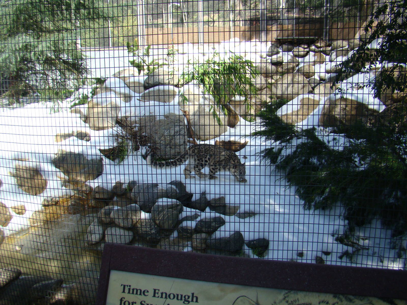 Snow Leopard exhibit